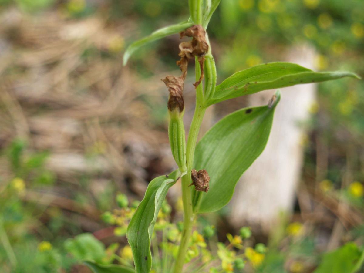 Helleborine, Narrow-leaved fruit